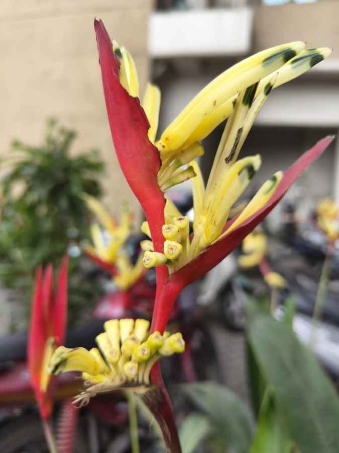 OPPO Find N3 Flip camera samples